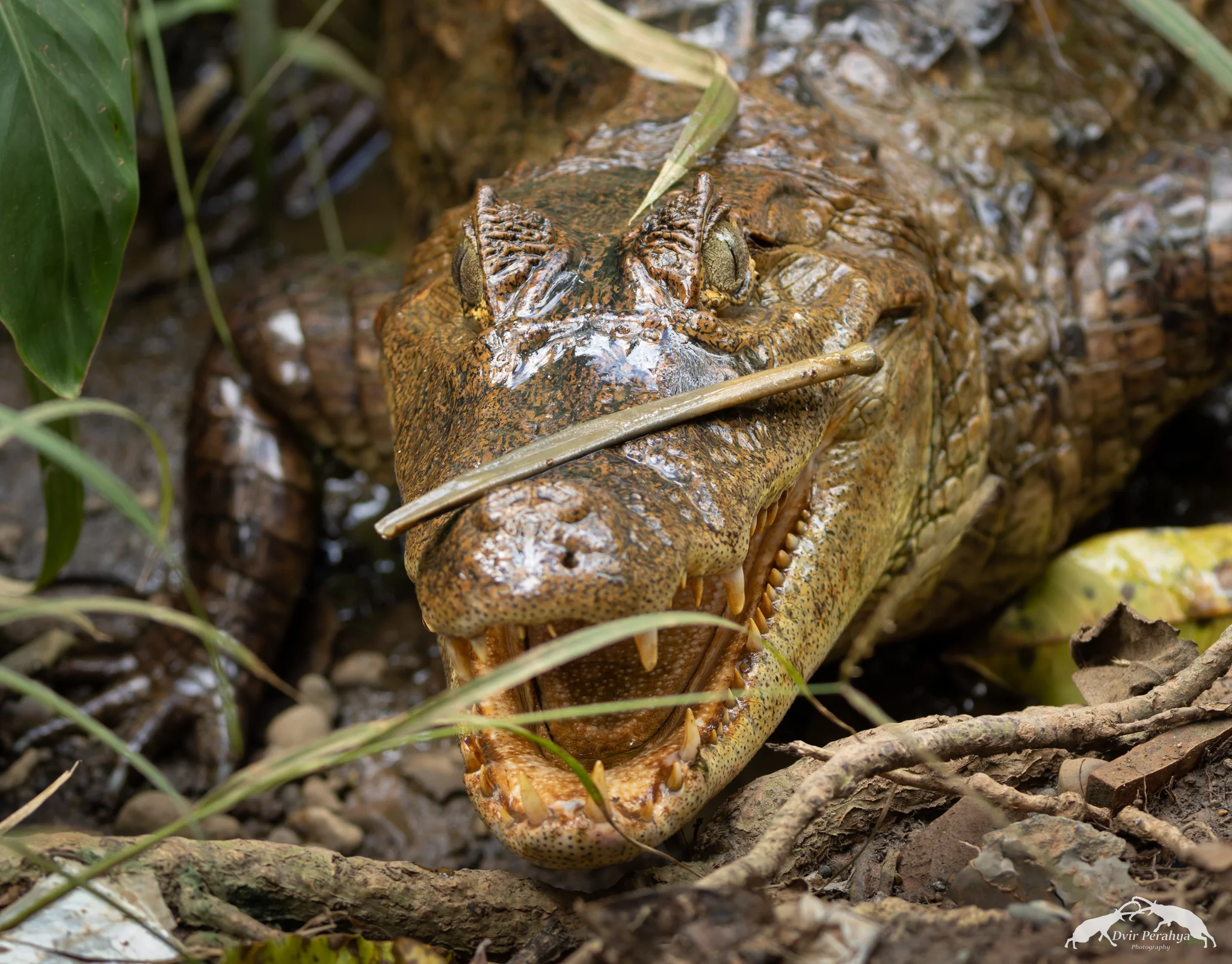 Caiman, Costa Rica Rainforest